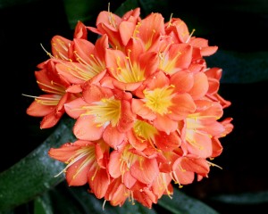 Flower Mix 01